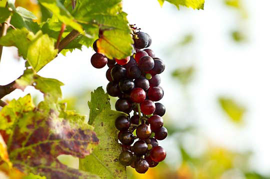 电话轰在线轰炸平台自助下单